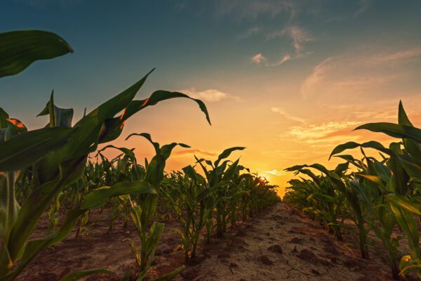 Feature image Corn field in sunset. Young green maize crop plants growing on farmland.