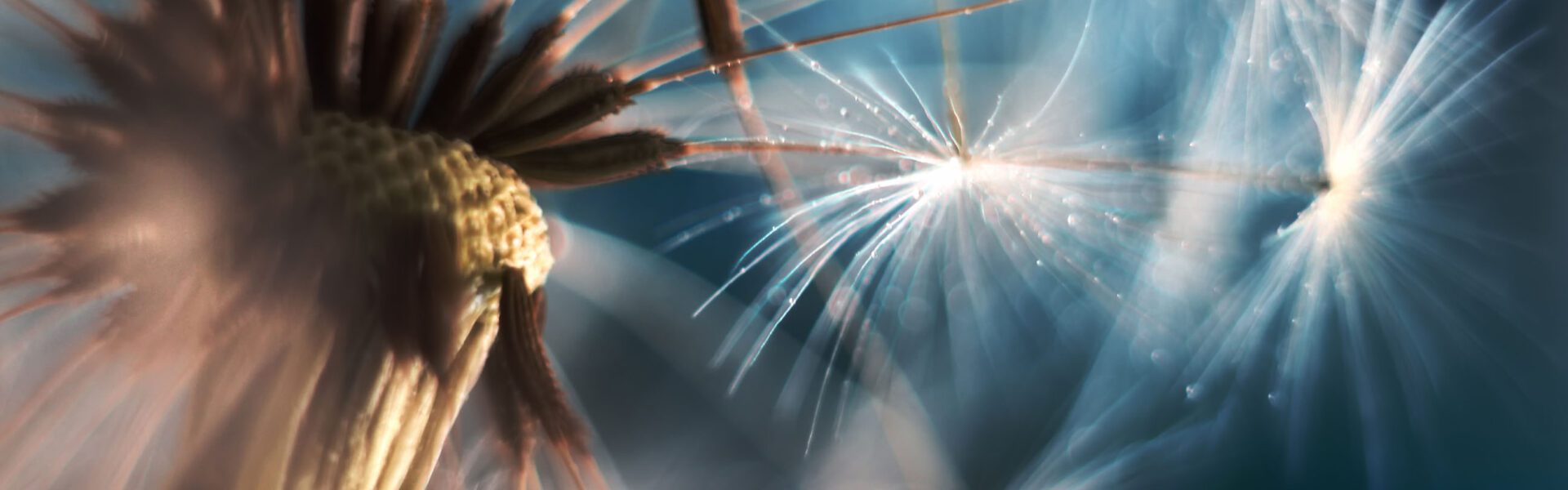 Dandelion tufts in the air. (Source: AdobeStock)