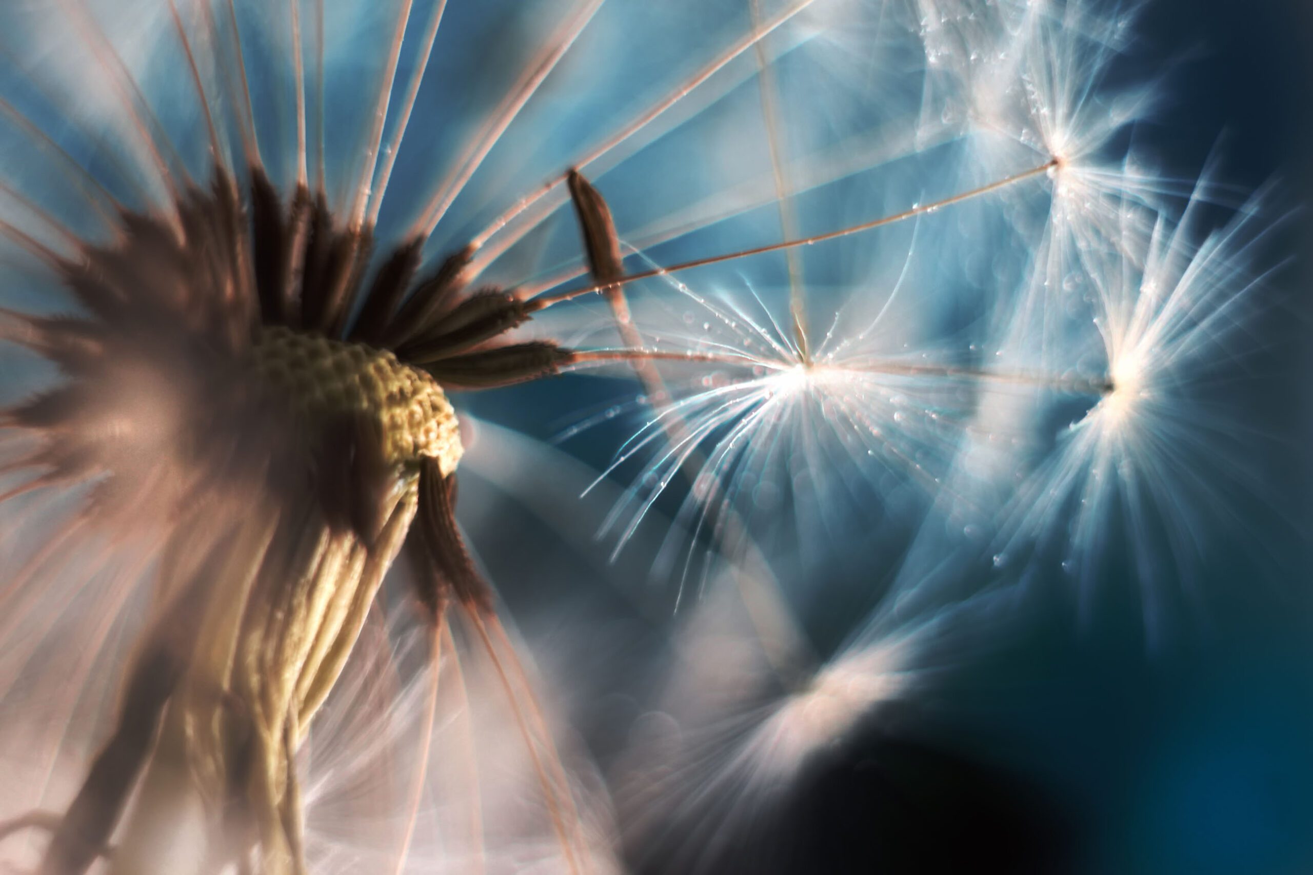 Dandelion tufts in the air. (Source: AdobeStock)