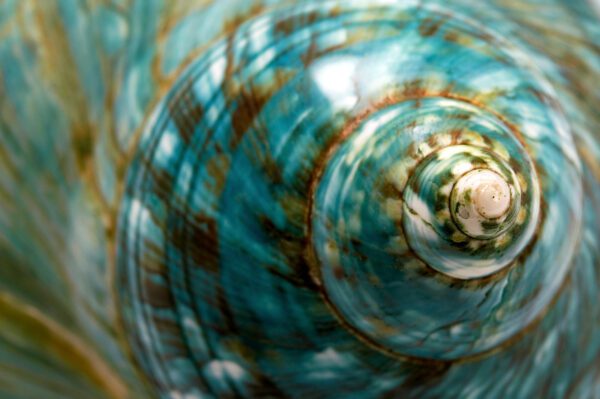 Image for Climate Adaptation