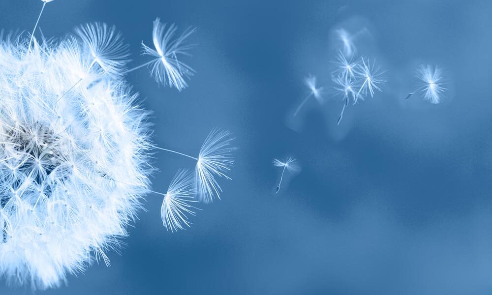 Dandelion tufts floating in the air. (Source: AdobeStock)