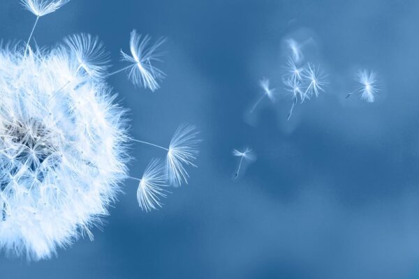 Feature image Dandelion tufts floating in the air. (Source: AdobeStock)