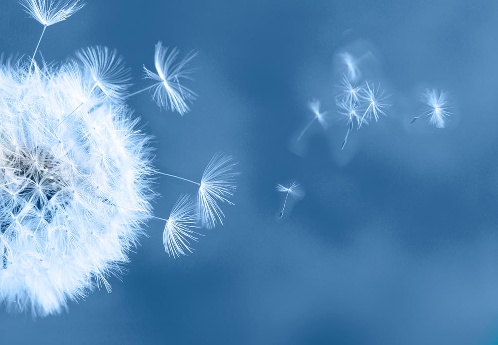 Dandelion tufts floating in the air. (Source: AdobeStock)