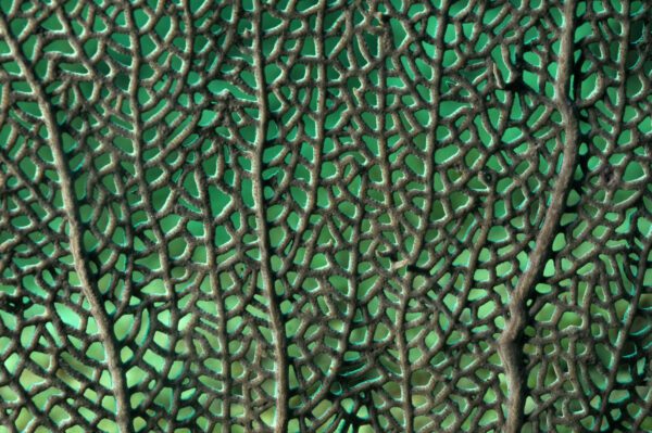 Image for Procurement Policy Note 06/21 (Carbon Reduction Plan)