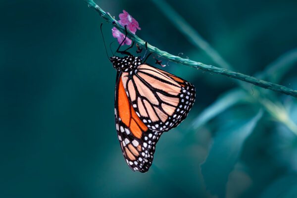 Image for Task Force on Nature-Related Financial Disclosures (TNFD)