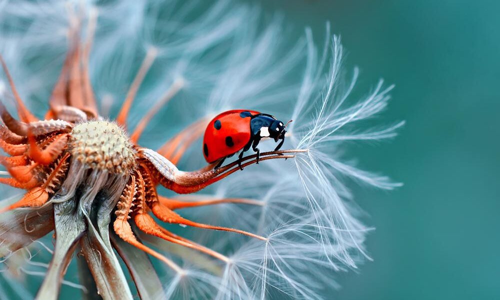 A ladybird amidst dandelion tufts. (Source: AdobeStock)