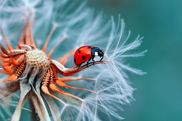 A ladybird amidst dandelion tufts. (Source: AdobeStock)