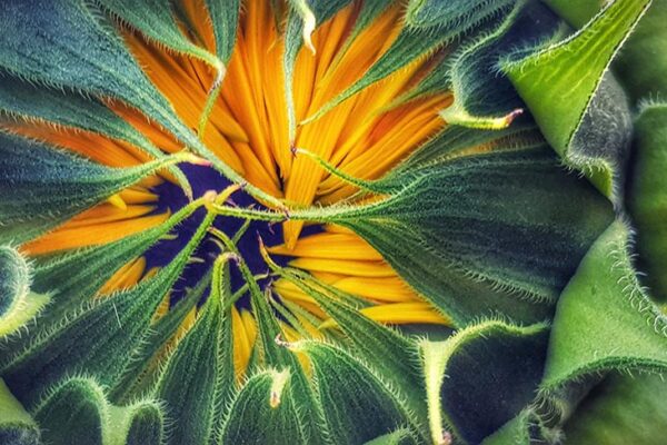 A sunflower amidst leaves. (Source: AdobeStock)