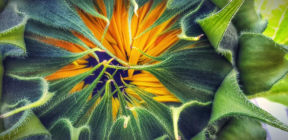 A sunflower amidst leaves. (Source: AdobeStock)