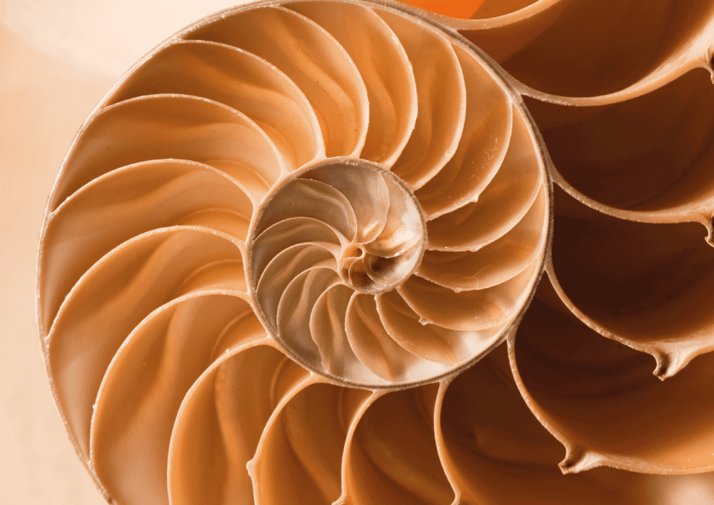 Macro photography of orange shell