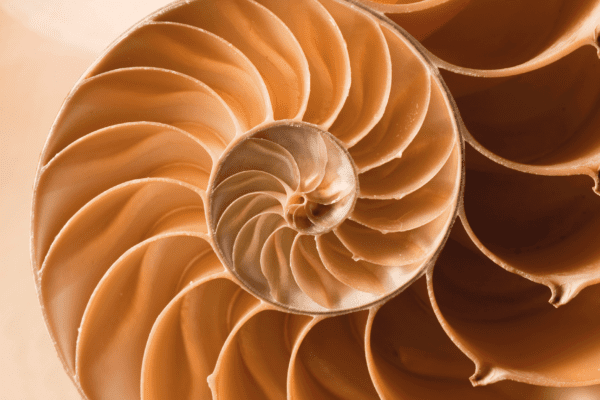 Feature image Macro photography of orange shell