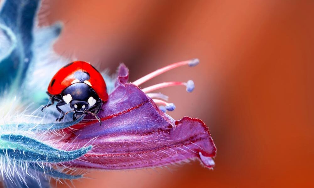 Ladybird in a flower. (Source: AdobeStock)