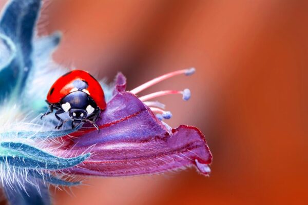 Ladybird in a flower. (Source: AdobeStock)