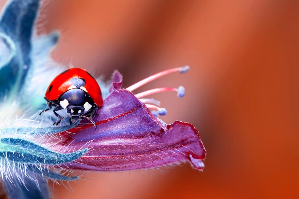 Ladybird in a flower. (Source: AdobeStock)