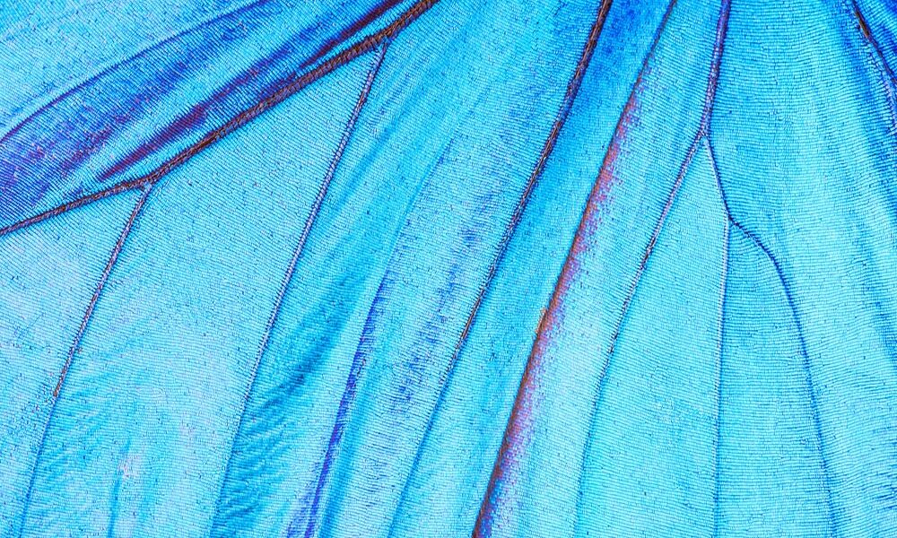 Blue leaf (Source: AdobeStock)