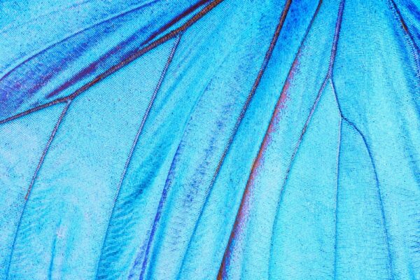 Feature image Blue leaf (Source: AdobeStock)