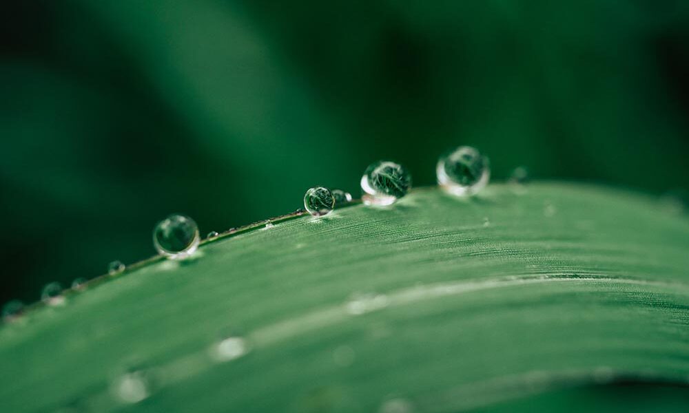 Water droplets on a leaf. Source: AdobeStock.