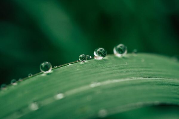 Water droplets on a leaf. Source: AdobeStock.
