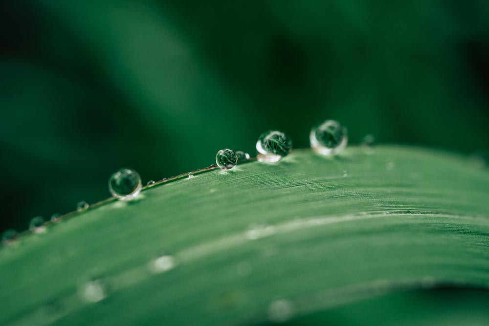 Water droplets on a leaf. Source: AdobeStock.