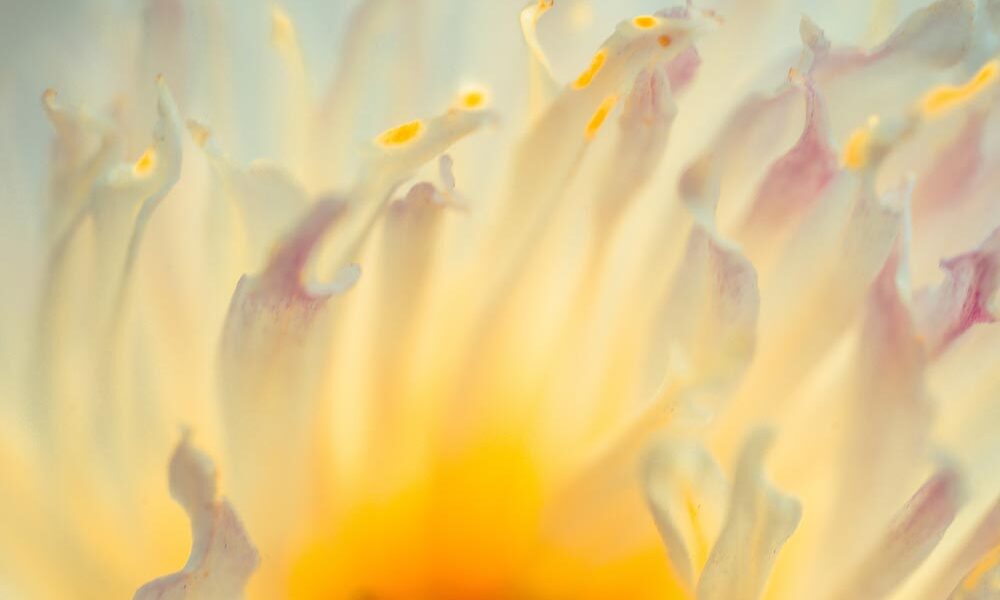 Flower petals in sunlight. (Source AdobeStock)