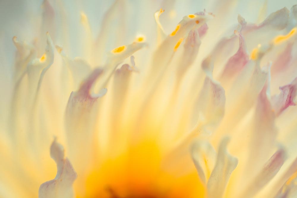 Flower petals in sunlight. (Source AdobeStock)