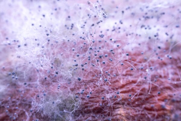 Feature image Mold on the surface of pumpkin (Source: Adobestock)