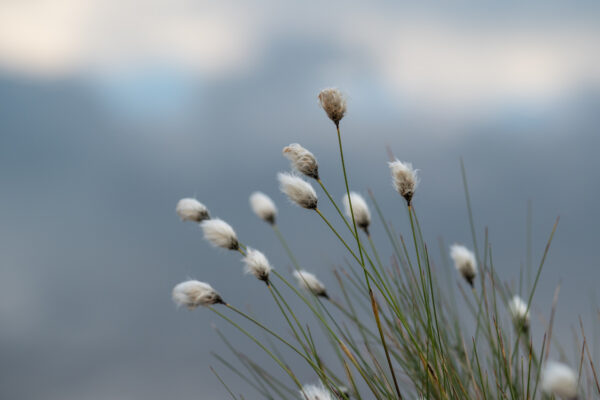 cottongrass on swamp in sunlight