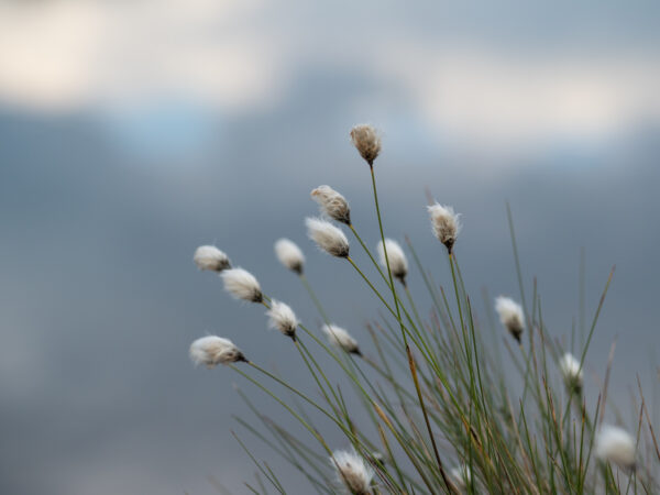 Image for cottongrass on swamp in sunlight