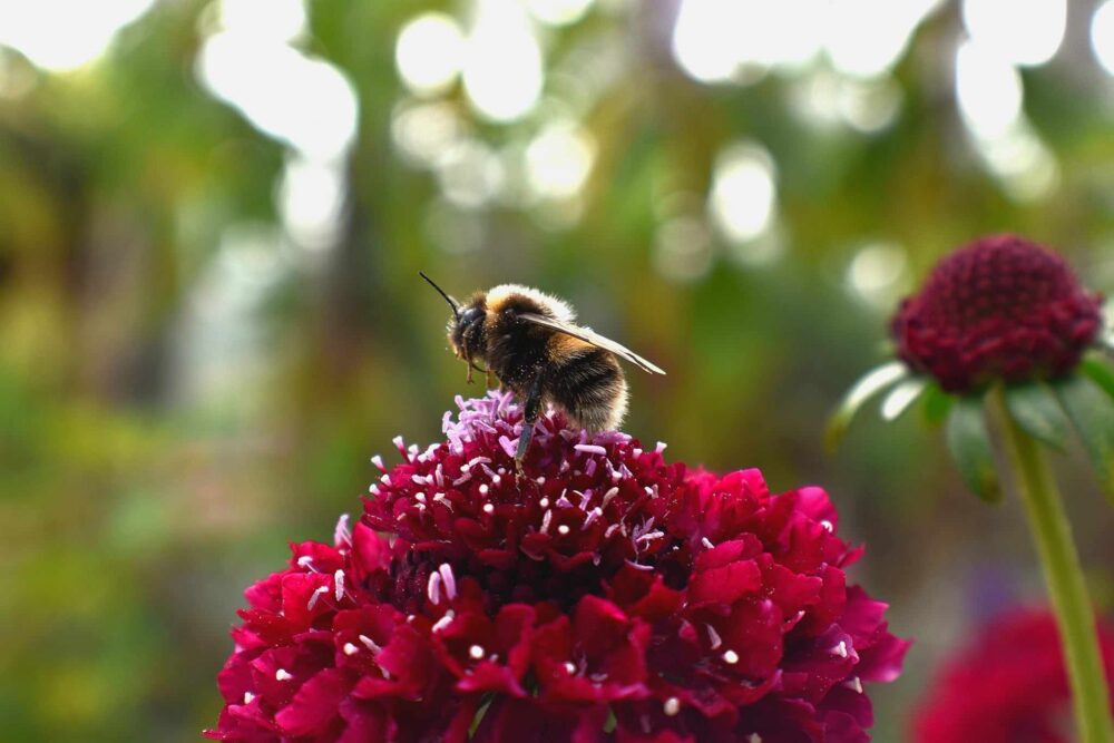 Bee on a flower, image by Eva Belvari