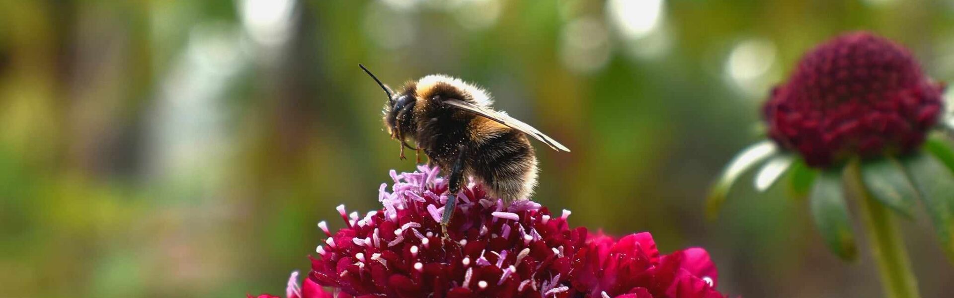 Bee on a flower, image by Eva Belvari