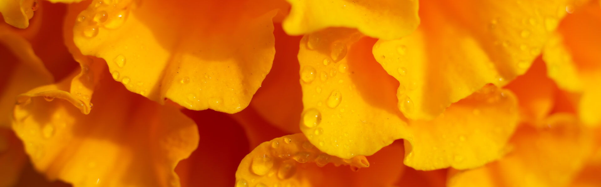 Floral background - the environment